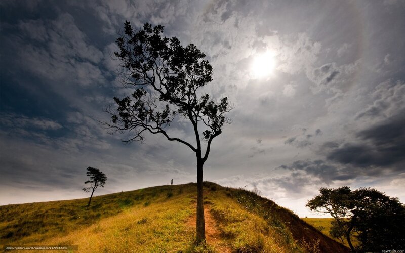 Silhouetted Tree on Hill — Green, Dramatic
