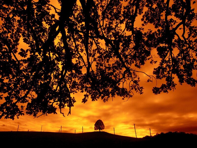 Silhouetted Tree on Hill — Orange, Dramatic