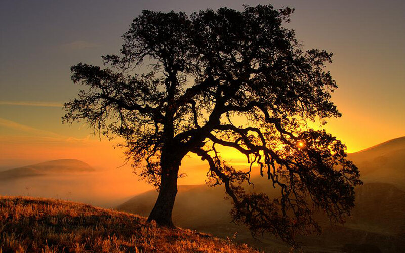 Silhouetted Tree on Hill — Orange, Serene