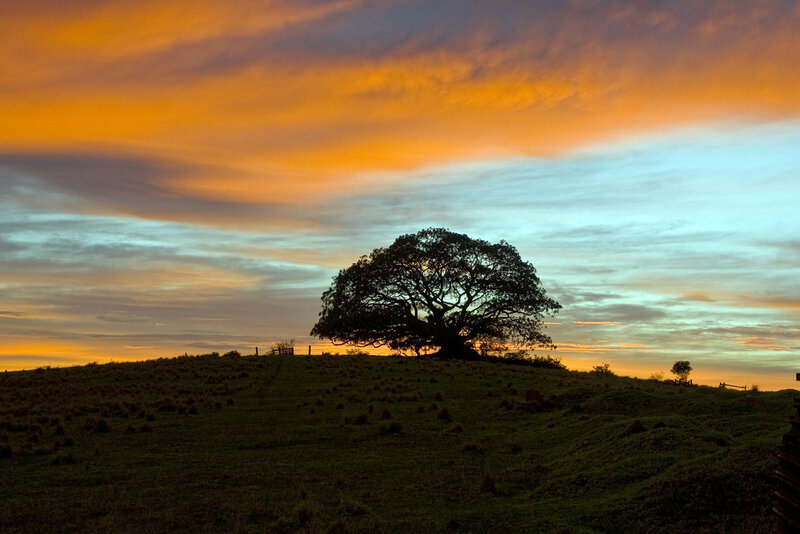 Silhouetted Tree on Hill — Orange