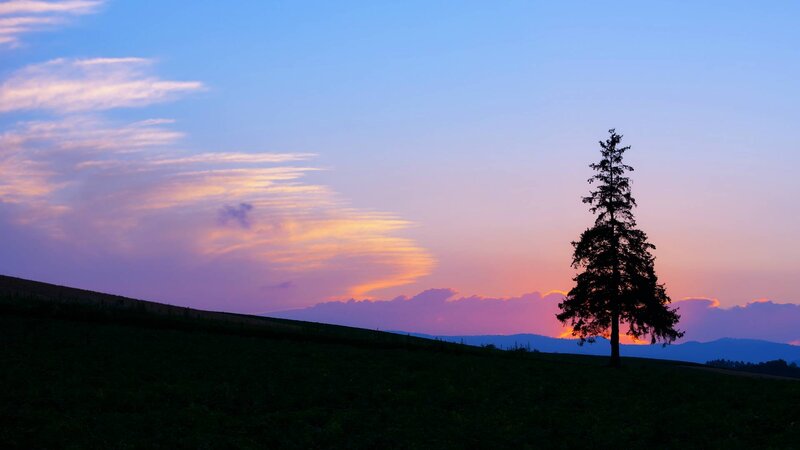 Silhouetted Tree on Hill — Purple, Serene