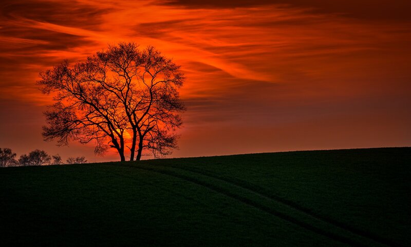 Silhouetted Tree on Hill — Red, Dramatic