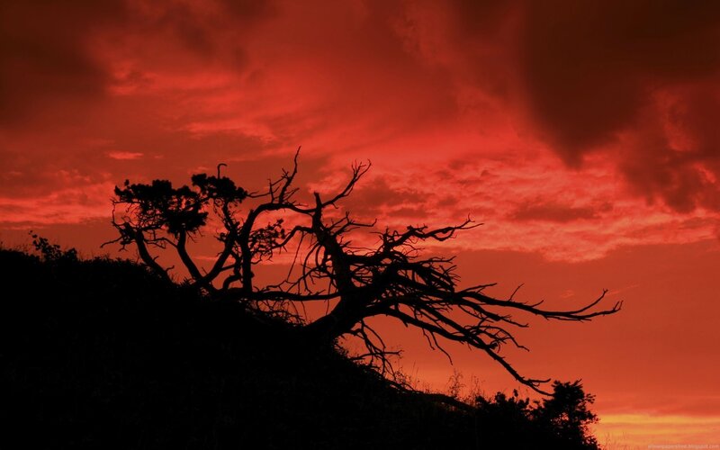 Silhouetted Tree on Hill — Red