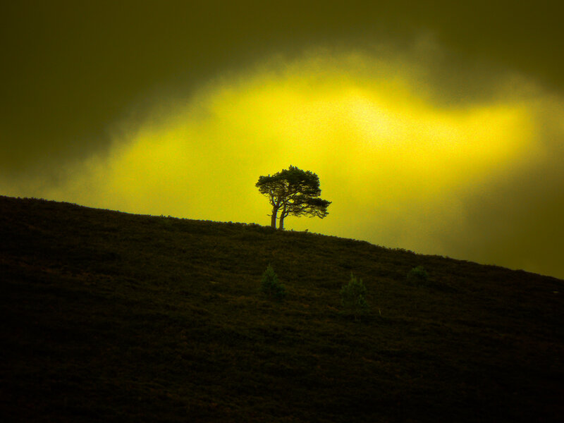 Silhouetted Tree on Hill — Yellow