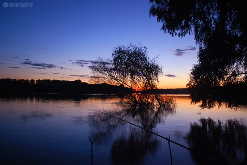 Silhouetted Tree on Lake — Blue
