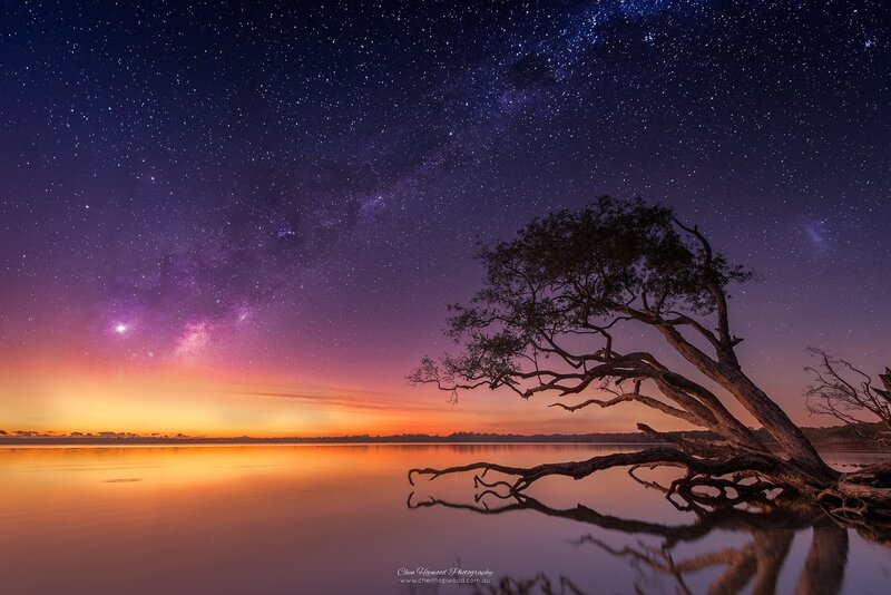 Silhouetted Tree on Lake — Purple, Serene