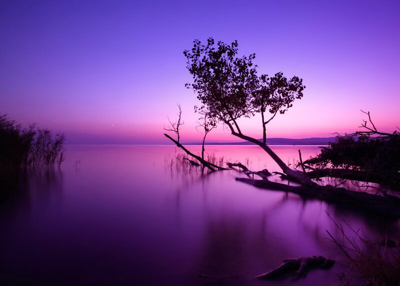 Silhouetted Tree on Lake — Purple