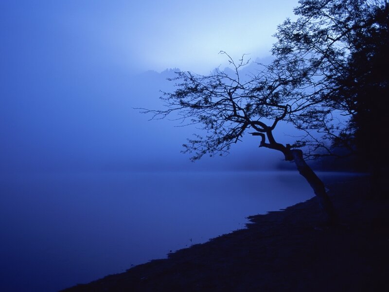 Silhouetted Tree on Lake Shore — Blue
