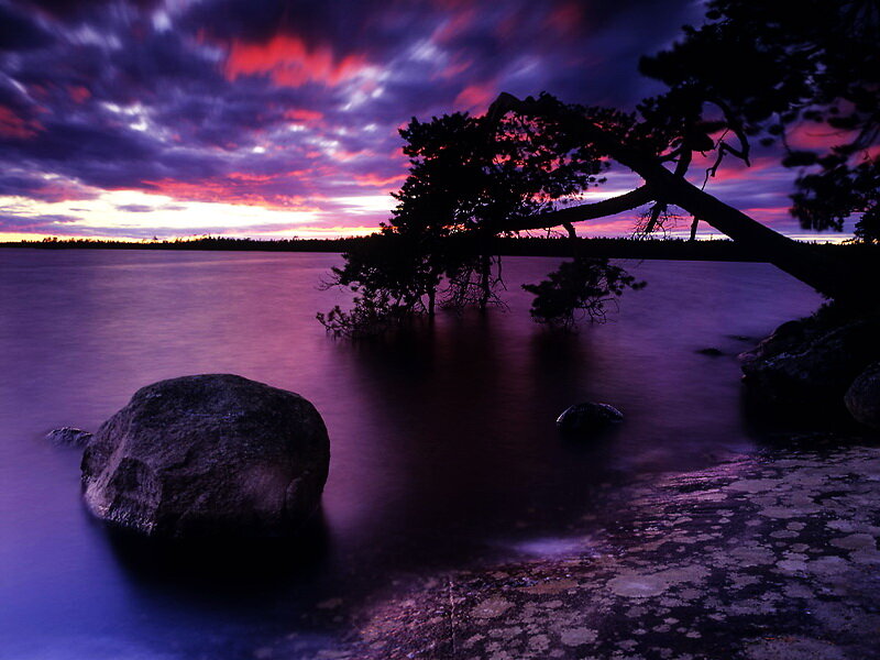 Silhouetted Tree on Lake