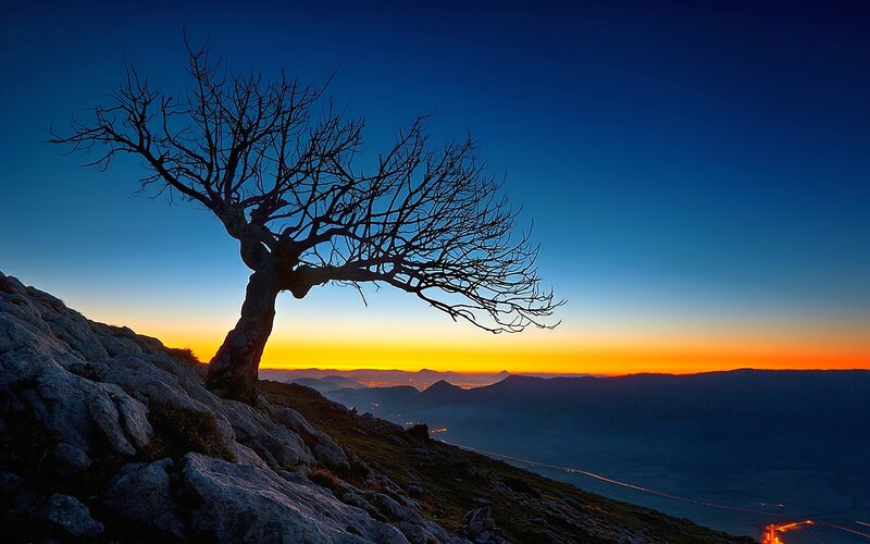 Silhouetted Tree on Mountain