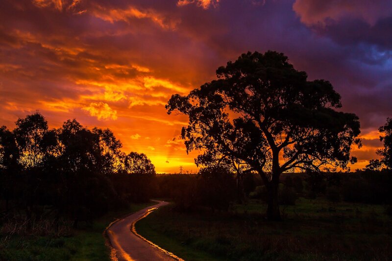 Silhouetted Tree on Road — Orange