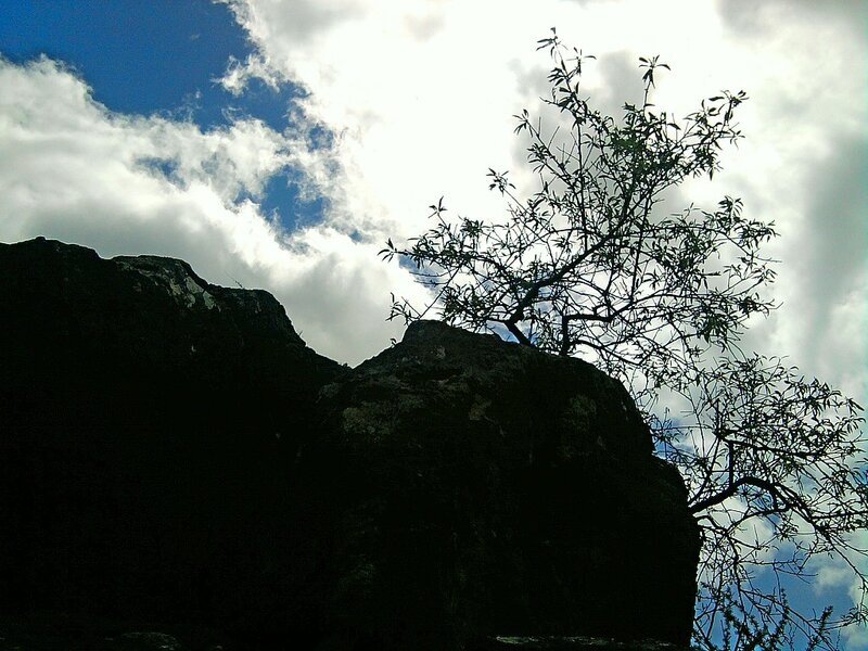 Silhouetted Tree on Rock