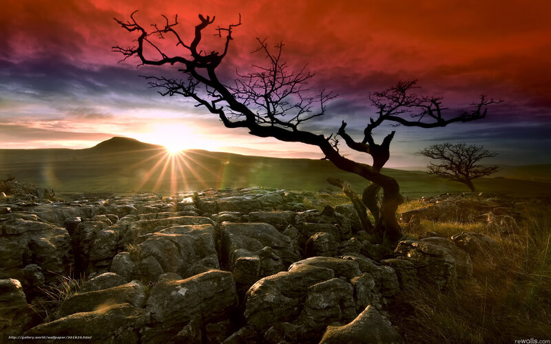 Silhouetted Tree on Rocks — Red