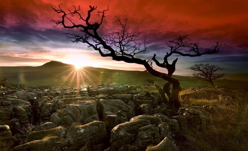 Silhouetted Tree on Rocks