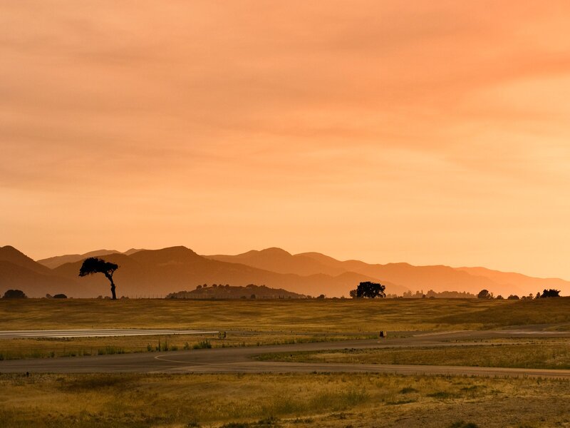 Silhouetted Tree on Runway — Orange