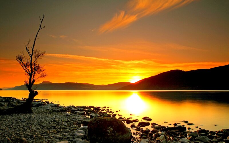 Silhouetted Tree on Shore — Orange