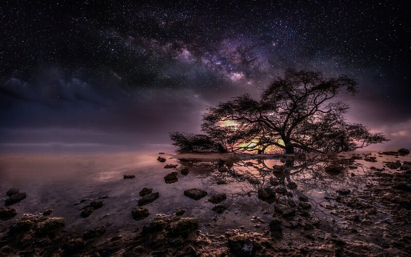 Silhouetted Tree on Shore — Purple