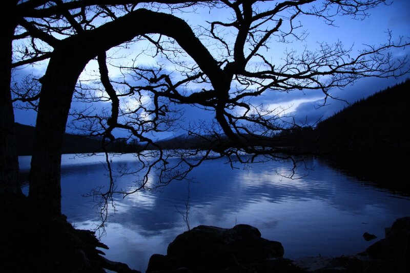 Silhouetted Tree over Lake — Blue