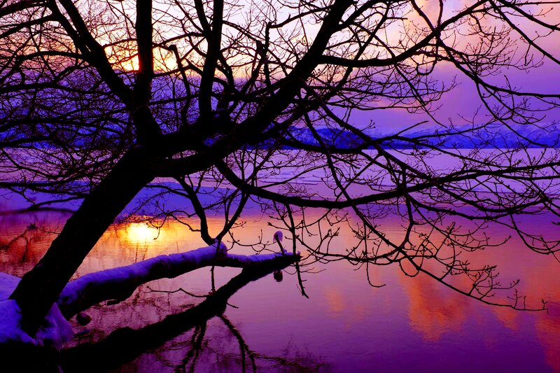 Silhouetted Tree over Lake — Purple