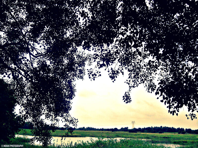 Silhouetted Tree over Water