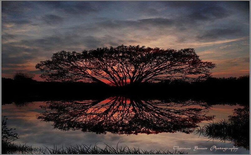 Silhouetted Tree Reflection