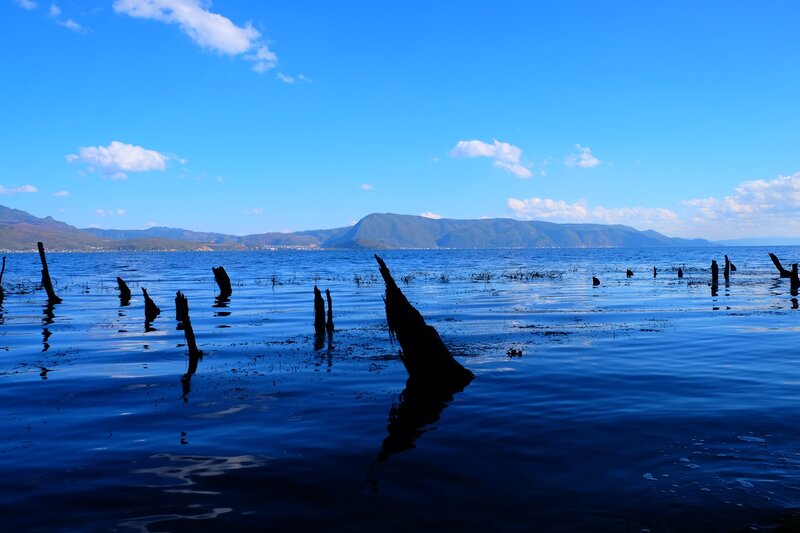 Silhouetted Tree Stumps