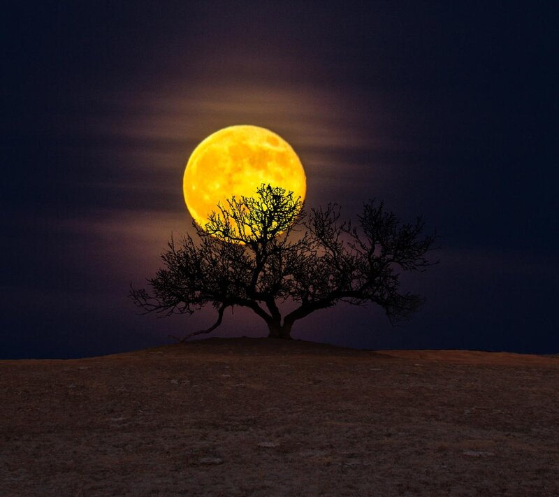 Silhouetted Tree under Moon — Yellow