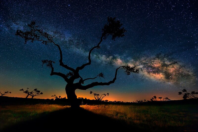 Silhouetted Tree under Stars — Black