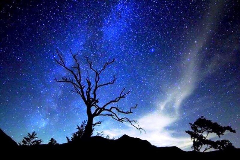 Silhouetted Tree under Stars — Blue