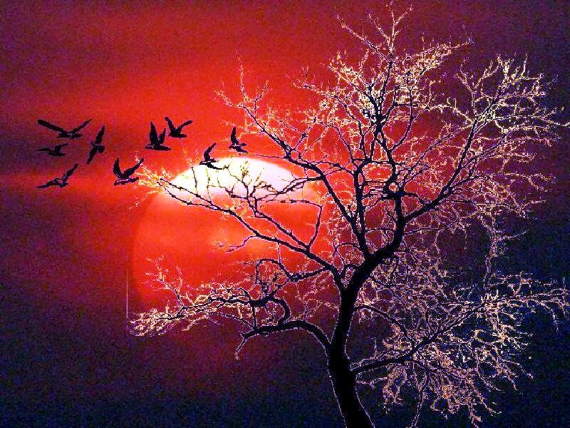 Silhouetted Tree with Birds — Red