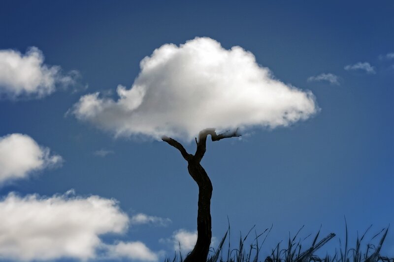 Silhouetted Tree with Cloud