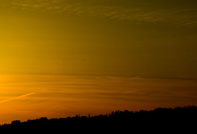 Silhouetted Treeline