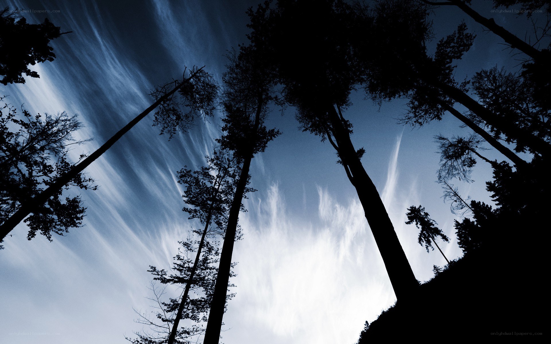 Silhouetted trees against a cloudy sky