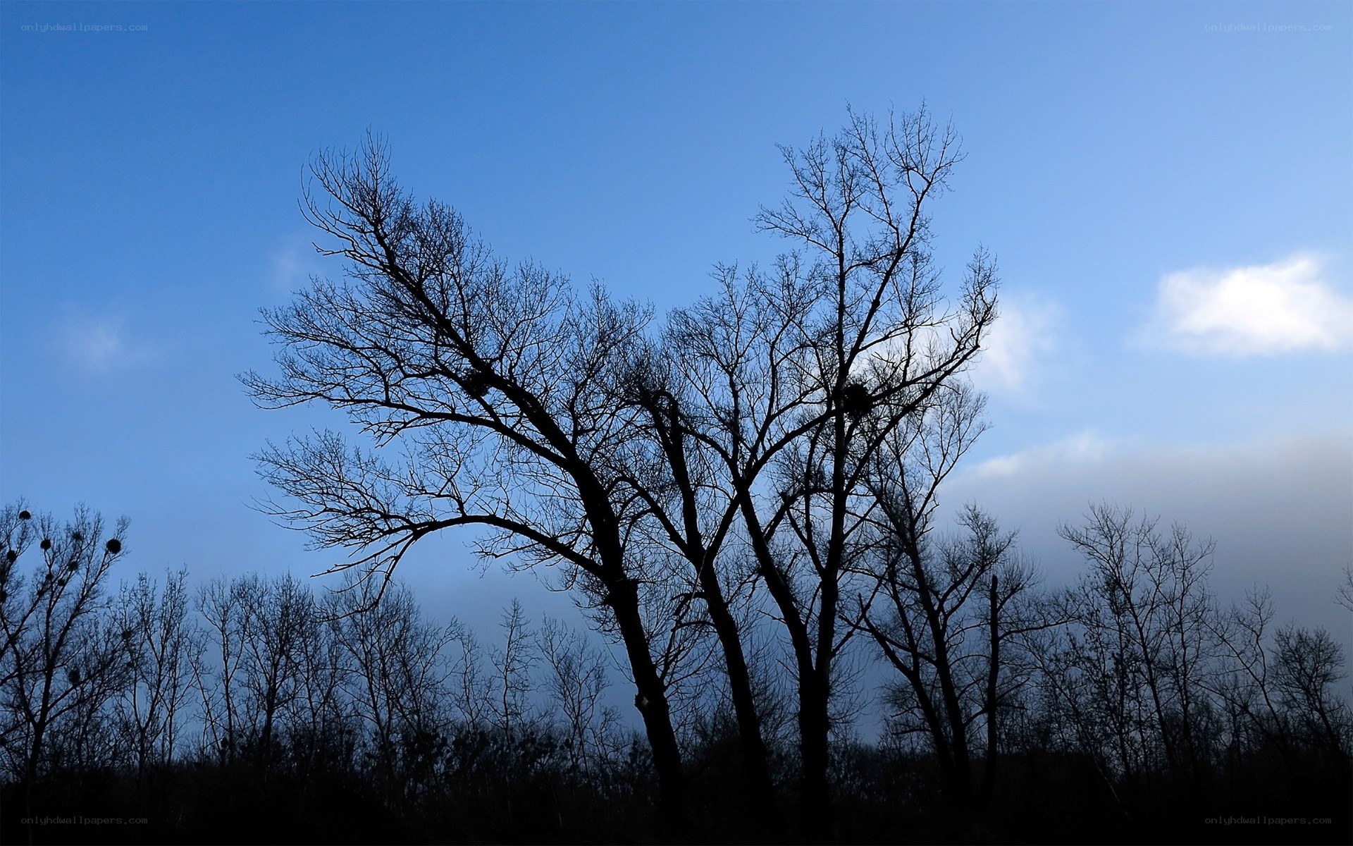 Silhouetted trees against blue sky