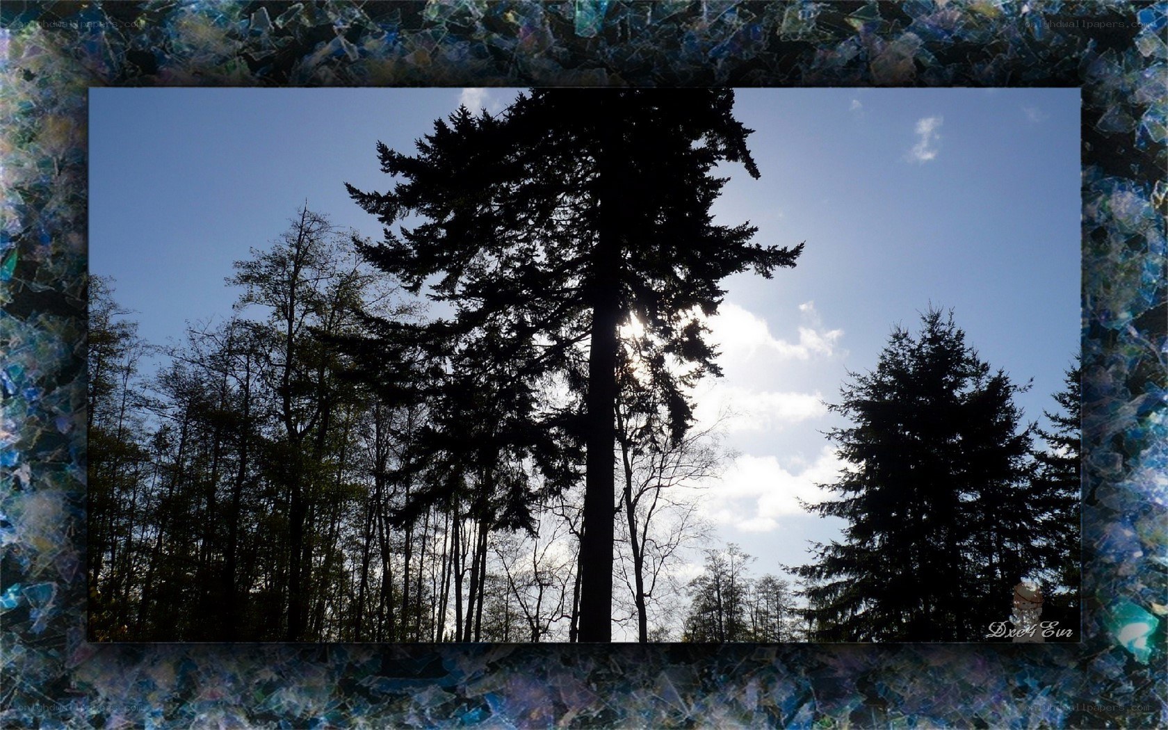 Silhouetted trees against blue sky