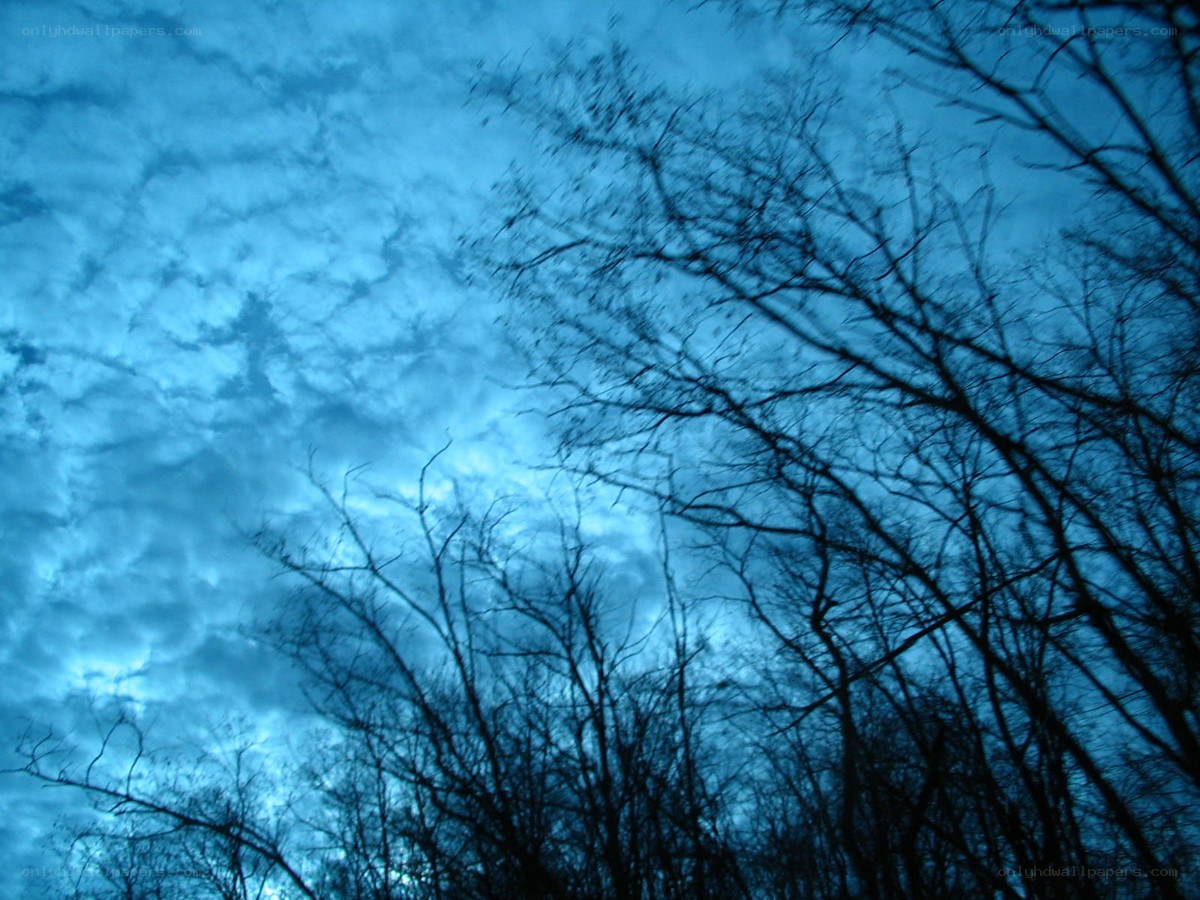 Silhouetted trees against blue sky