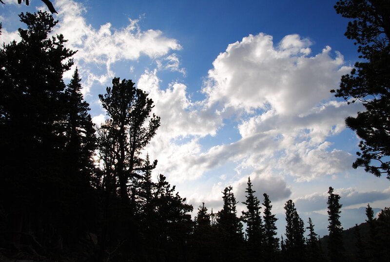 Silhouetted trees against cloudy sky