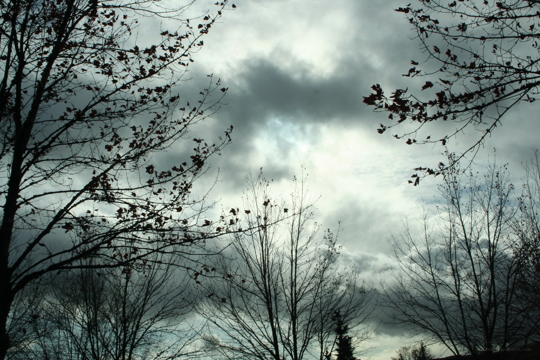 Silhouetted trees against cloudy sky