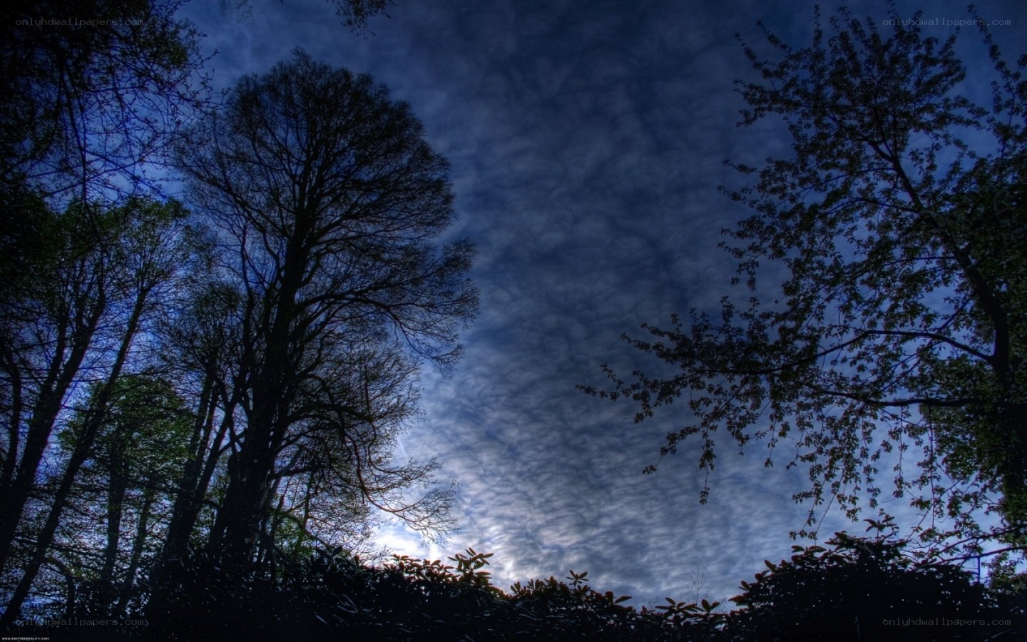 silhouetted trees against cloudy sky