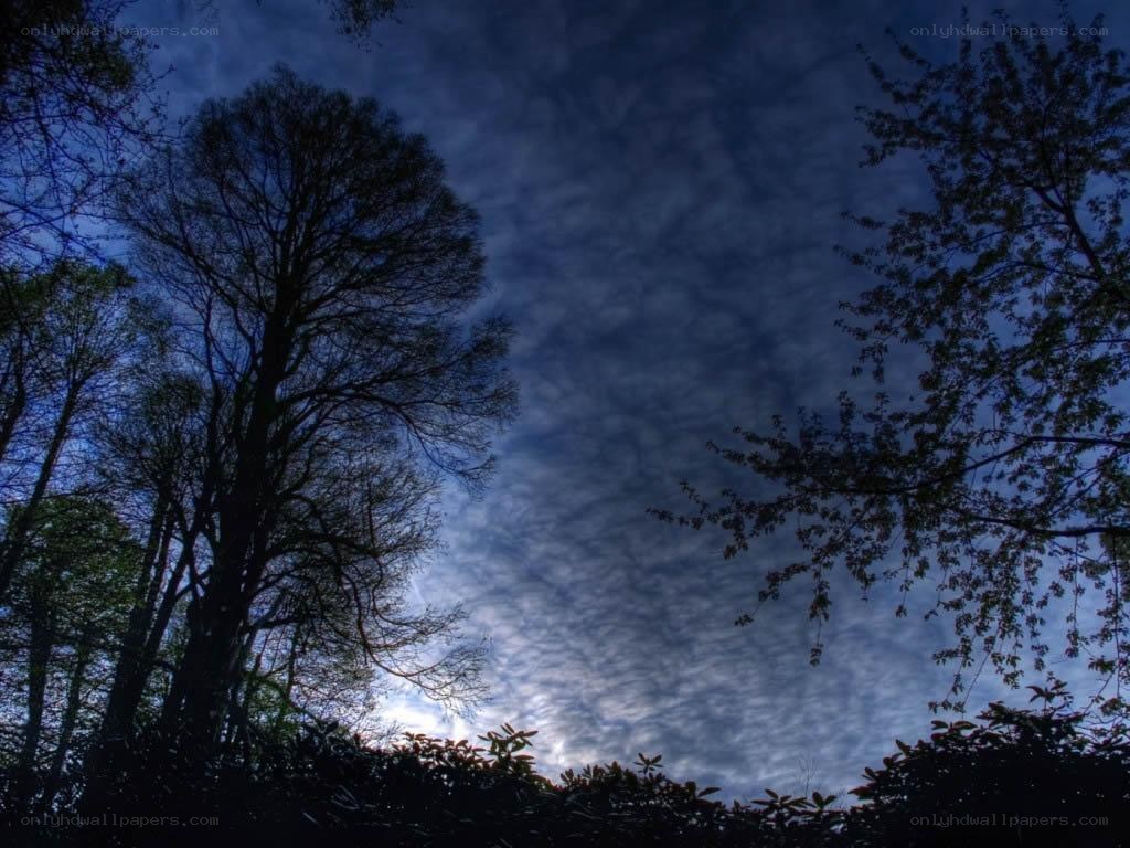 silhouetted trees against cloudy sky