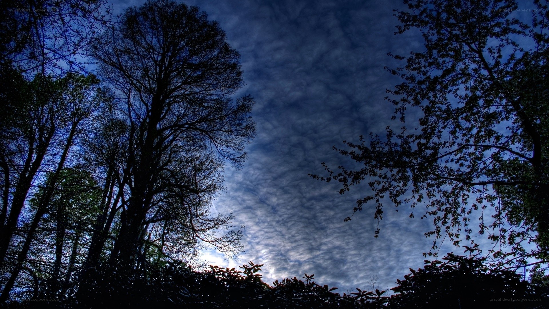 Silhouetted trees against cloudy sky