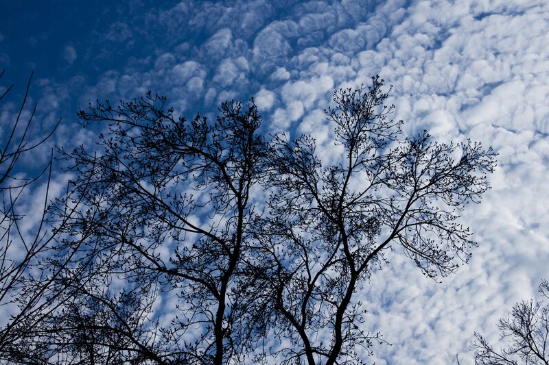 Silhouetted trees against cloudy sky