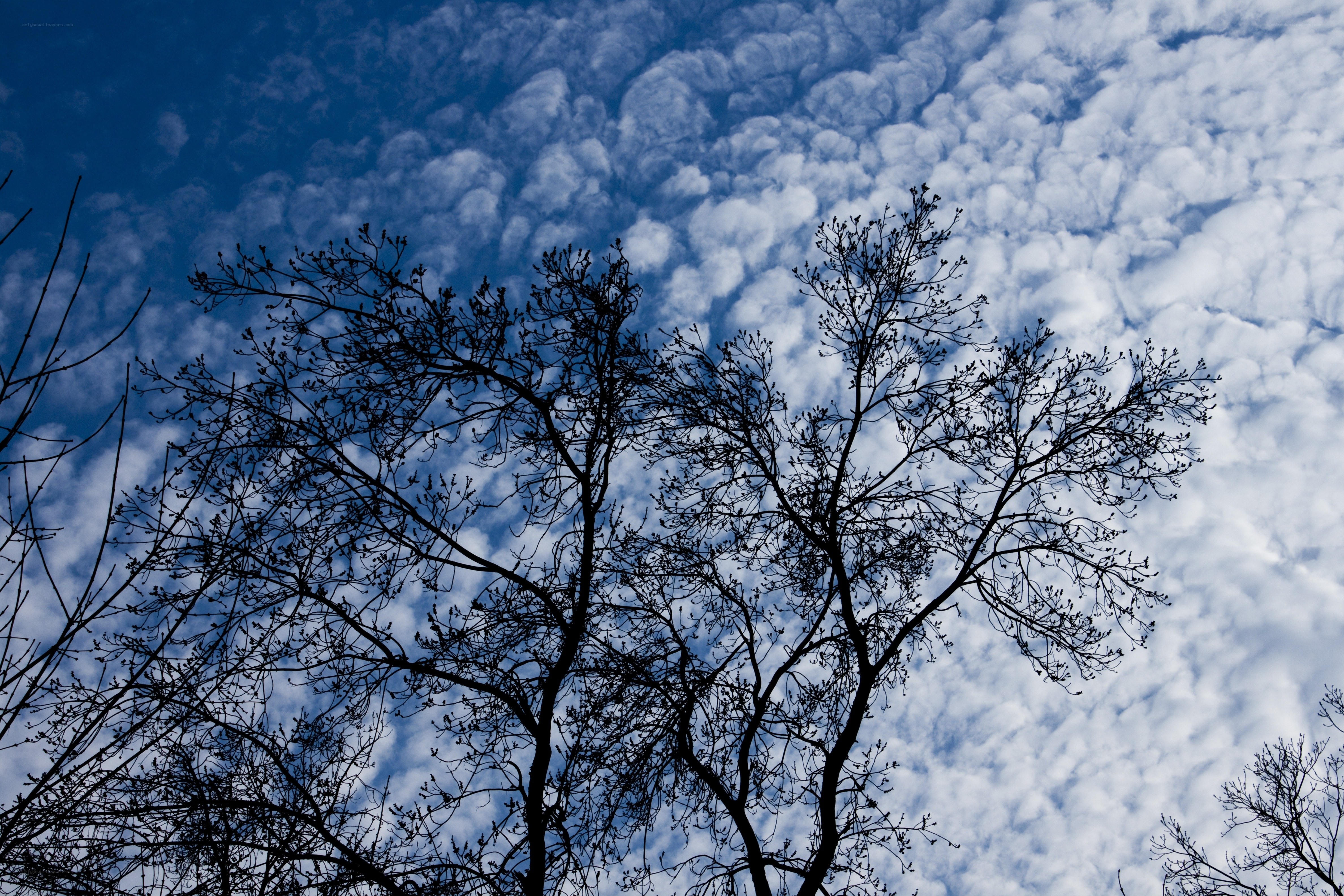 Silhouetted trees against cloudy sky