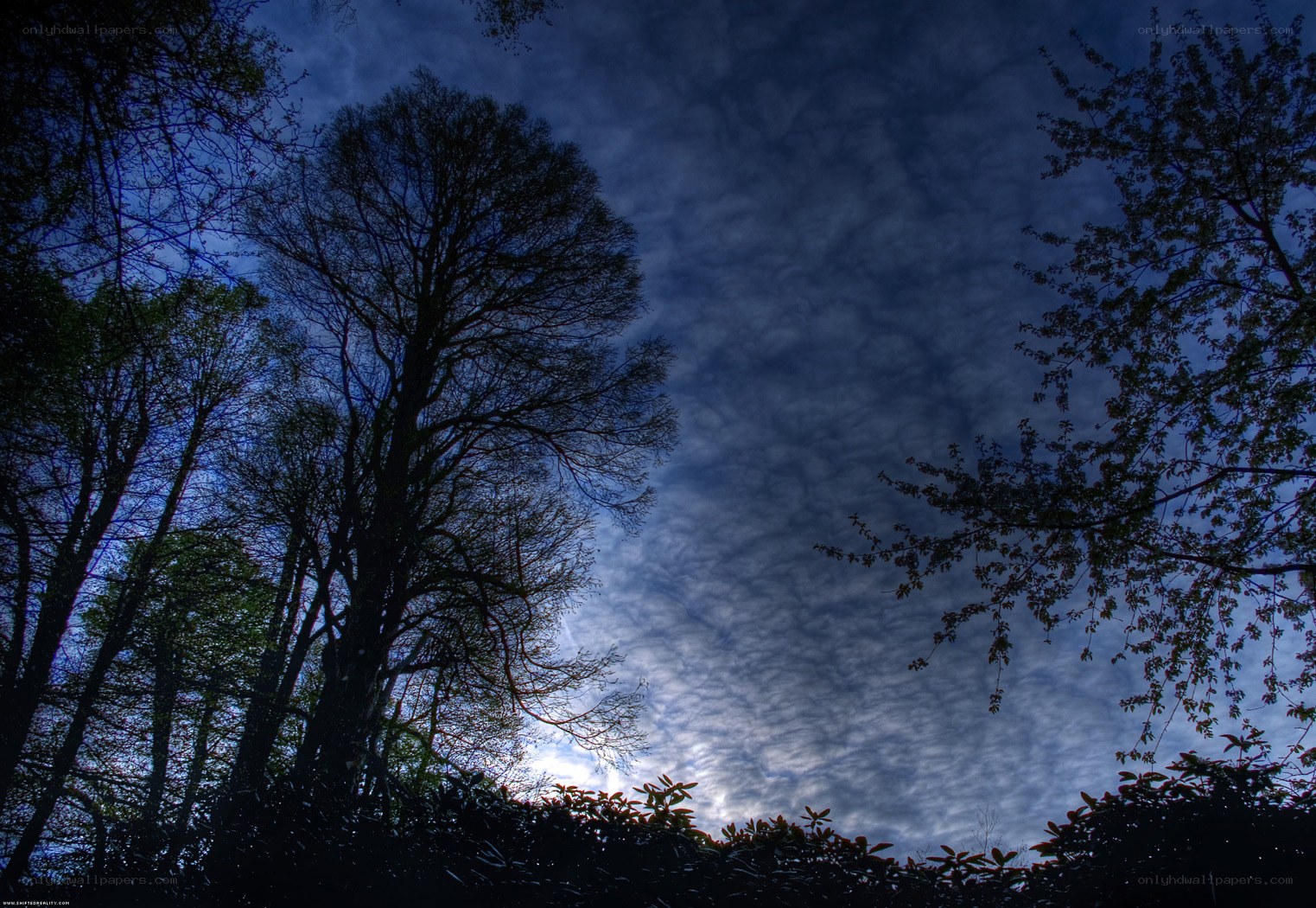 Silhouetted trees against cloudy sky