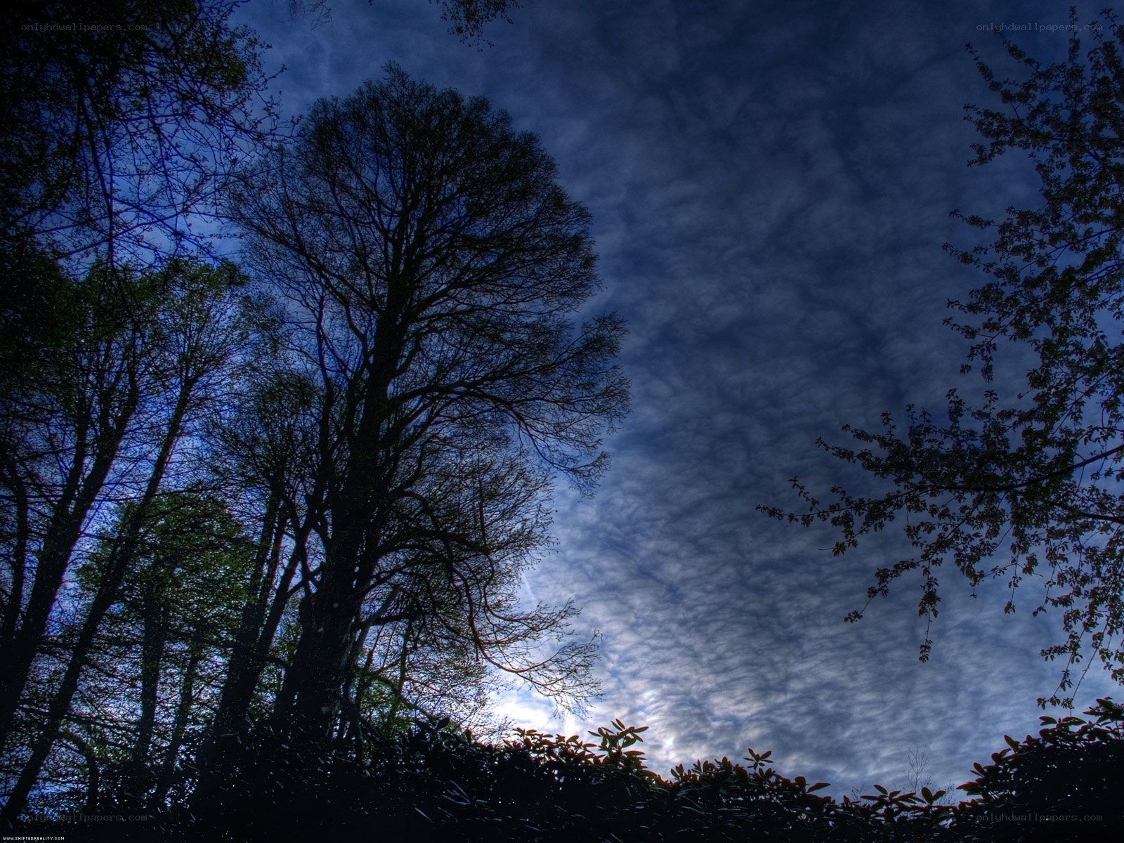 Silhouetted trees against cloudy sky