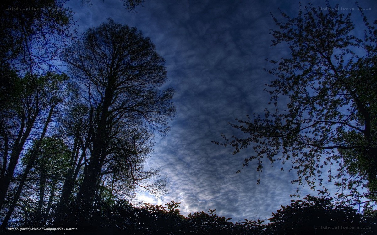 Silhouetted trees against cloudy sky