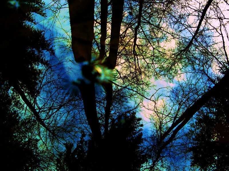 silhouetted trees against colorful sky