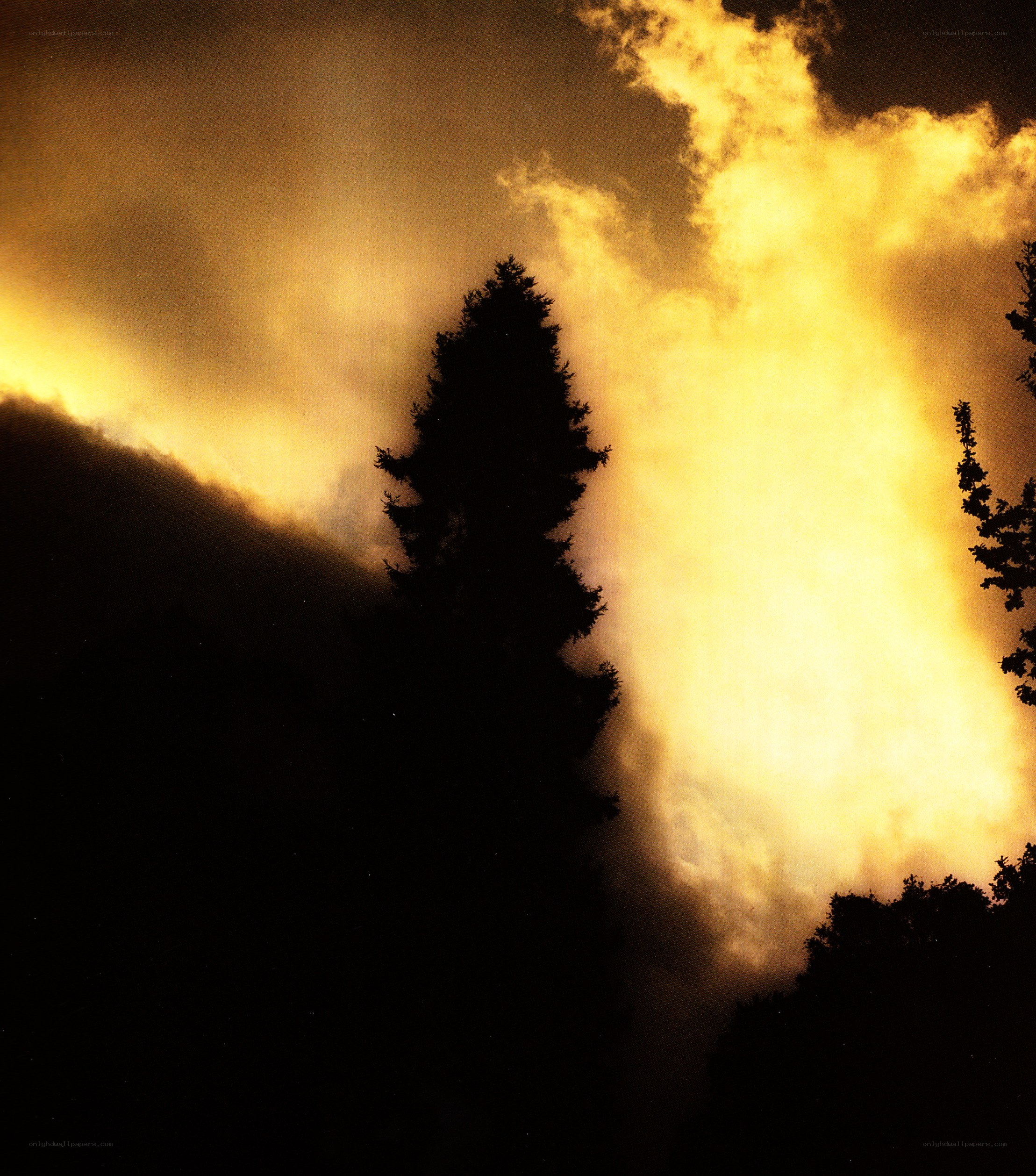 Silhouetted trees against golden sky