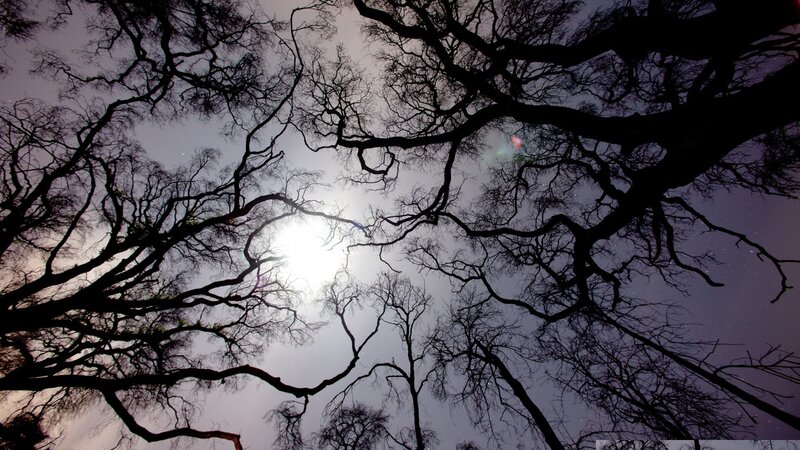 silhouetted trees against moonlight