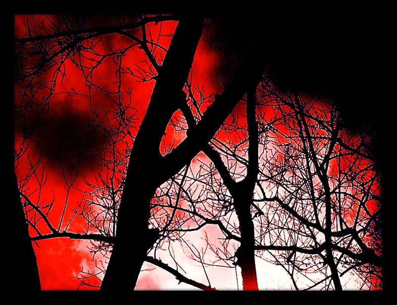 Silhouetted Trees Against Red Sky